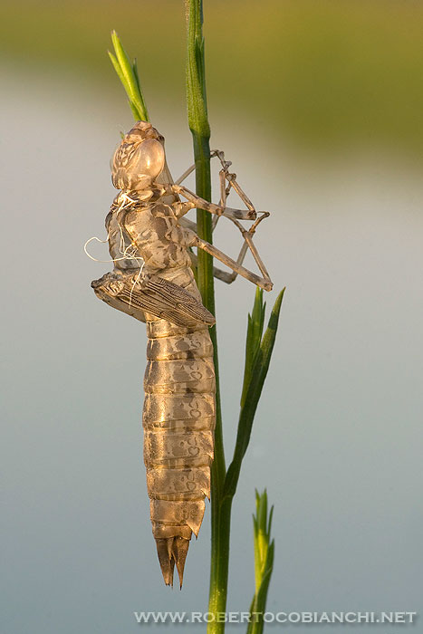 Exuvia di Anax parthenope